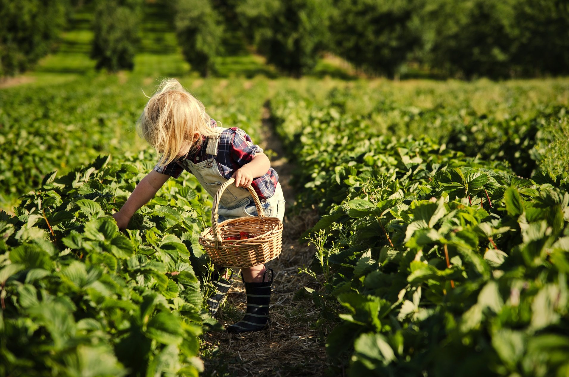 Boy Picking Strawberries In A Field